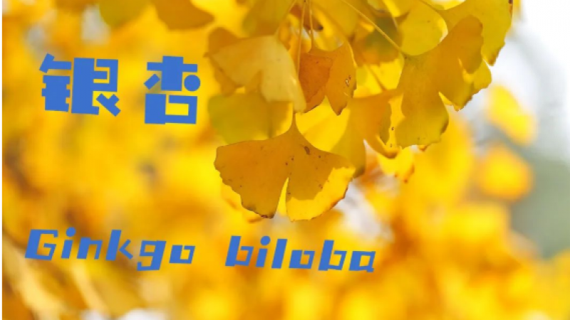 emoji＋植物＝今天的快乐