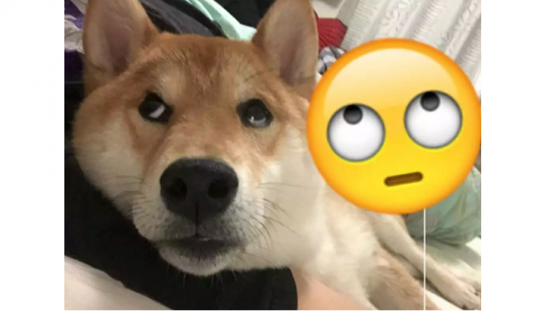 高颜值的人最近都偷偷玩起狗狗emoji了！你还不加入吗？！缩略图