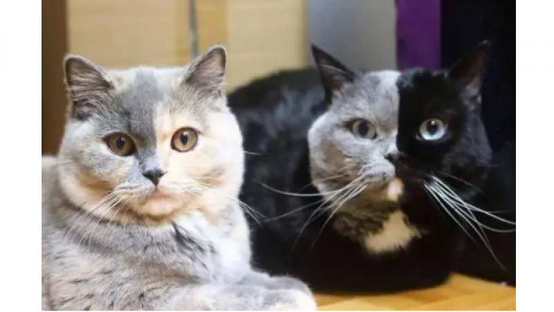 微信Emoji的来源找到了，原来是这只猫？！缩略图