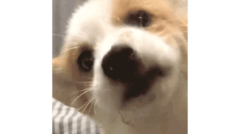 表情包 | 胖嘟嘟的猫猫狗狗都凑到镜头上啦！