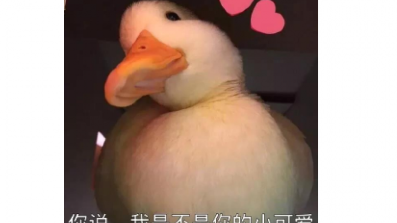 可爱鸭鸭表情包