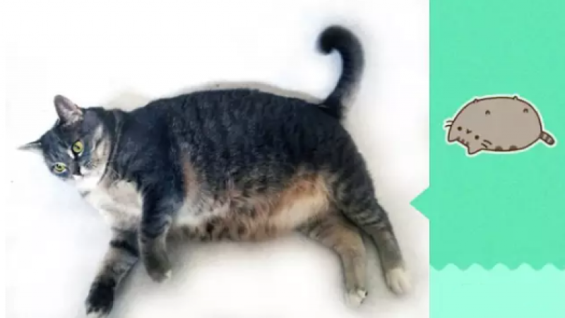 真猫版emoji表情包在此！缩略图