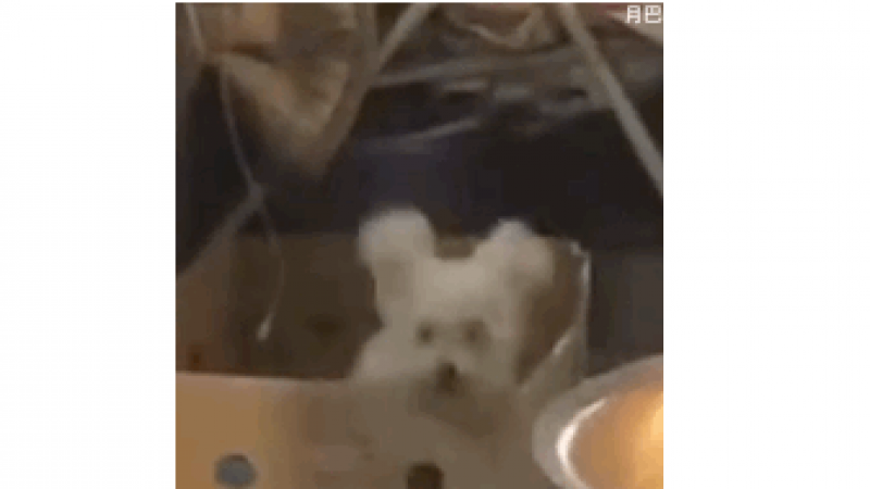 蹦迪表情包|尖叫声在哪里缩略图